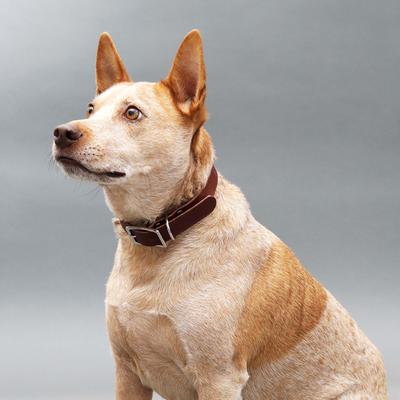 Show full view: Mimi Green Leather with Personalized Name Plate Dog Collar, Brown, Medium: 15 to 19-in neck, 1-in wide slide 2 of 7