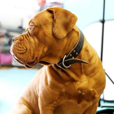 Show full view: Mimi Green Leather with Personalized Name Plate Dog Collar, Brown, Medium: 15 to 19-in neck, 1-in wide slide 5 of 7