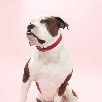 Show full view: Mimi Green Leather with Personalized Name Plate Dog Collar, Red, Medium: 14 to 17-in neck, 3/4-in wide slide 3 of 7