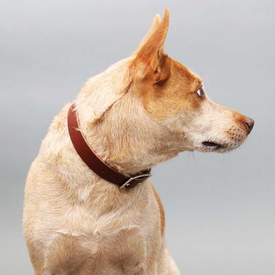 Show full view: Mimi Green Leather with Personalized Name Plate Dog Collar, Red, Medium-Large: 18 to 22-in neck, 1-in wide slide 7 of 8