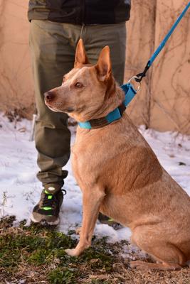 Show full view: Mimi Green Nylon Personalized Martingale with Nameplate Dog Collar, Purple, Large: 18 to 22-in neck, 1.5-in wide slide 2 of 3