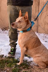 Mimi Green Nylon Personalized Martingale with Nameplate Dog Collar, Raspberry, Medium: 12 to 15-in neck, 1.5-in wide slide 2 of 3