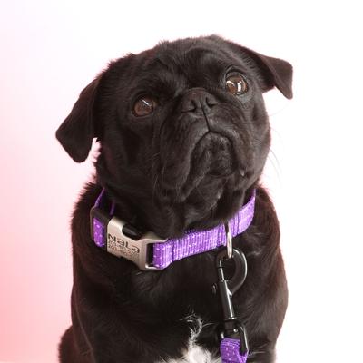 Show full view: Mimi Green Nylon Personalized Reflective Hybrid Buckle Dog Collar, Forest Green, Medium/Large slide 2 of 4