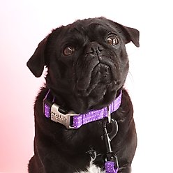 Mimi Green Nylon Personalized Reflective Hybrid Buckle Dog Collar, Purple, Medium/Large slide 2 of 3