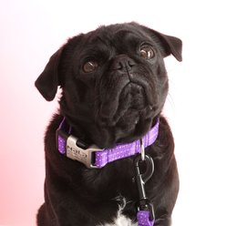 Mimi Green Nylon Personalized Reflective Hybrid Buckle Dog Collar, Raspberry, Large slide 2 of 3