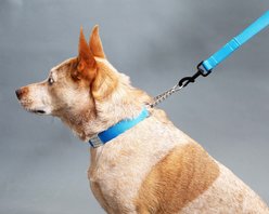 Mimi Green Nylon Personalized Reflective Martingale Dog Collar with Chain, Teal, X-Large: 22 to 26-in neck, 1-in wide slide 2 of 4