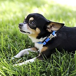 Mimi Green Nylon Velvet Personalized Dog & Cat Collar, Cornflower Blue, Small: 8 to 10-in neck, 3/8-in wide slide 2 of 2