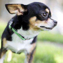 Mimi Green Nylon Velvet Personalized Dog & Cat Collar, Oscar Green, Small: 8 to 10-in neck, 3/8-in wide slide 2 of 2