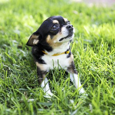 Show full view: Mimi Green Nylon Velvet Personalized Dog & Cat Collar, Yellow, Small: 8 to 10-in neck, 3/8-in wide slide 2 of 2