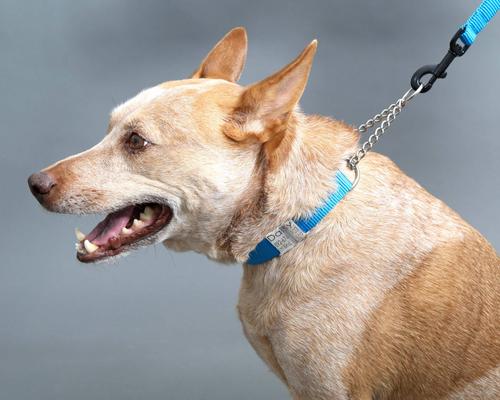 Show full view: Mimi Green Personalized Chain Martingale Dog Collar, Forest Green, Medium slide 6 of 8