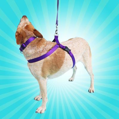 Show full view: Mimi Green Personalized Nylon Harness with Black Plastic Buckle Dog Harness, Peacock Blue, XX-Large slide 6 of 7