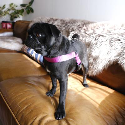 Show full view: Mimi Green Personalized Nylon Harness with Black Plastic Buckle Dog Harness, Pink, Medium 5/8" slide 5 of 7