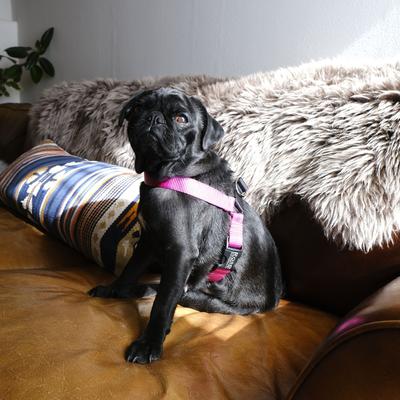 Show full view: Mimi Green Personalized Nylon Harness with Black Plastic Buckle Dog Harness, Red, Medium 5/8" slide 5 of 8