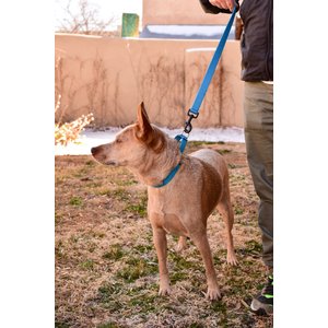 Mimi Green Personalized Nylon Martingale with Black Plastic Buckle Dog Collar, Forest Green, X-Large