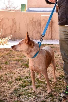 Show full view: Mimi Green Personalized Nylon Martingale with Black Plastic Buckle Dog Collar, Raspberry, Large slide 6 of 7