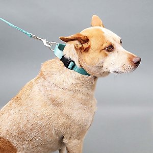 Mimi Green Personalized Nylon Martingale with Black Plastic Buckle Dog Collar, Red, Large