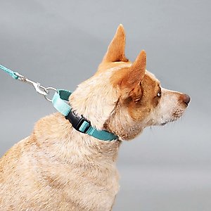 Mimi Green Personalized Nylon Martingale with Black Plastic Buckle Dog Collar, Red, Large