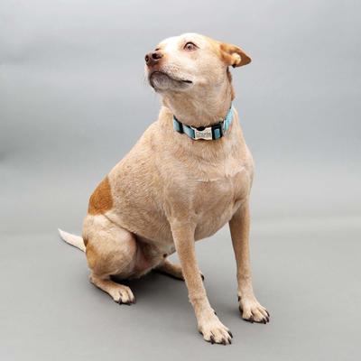 Show full view: Mimi Green Personalized Nylon with Metal Hybrid Buckle Dog Collar, Forest Green, X-Large slide 6 of 7