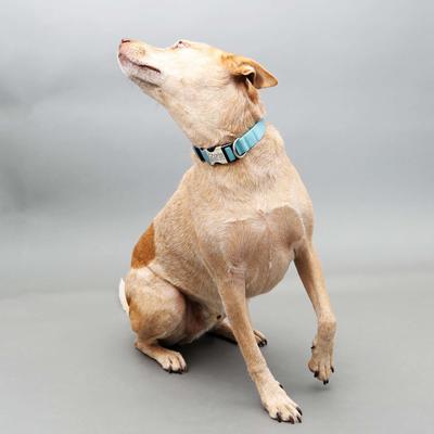 Show full view: Mimi Green Personalized Nylon with Metal Hybrid Buckle Dog Collar, Pink, Small slide 5 of 7