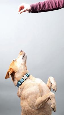 Show full view: Mimi Green Personalized Nylon with Metal Hybrid Buckle Dog Collar, Red, Large slide 4 of 7