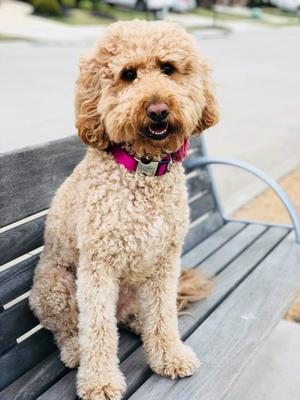 Show full view: Mimi Green Personalized Nylon with Metal Hybrid Buckle Dog Collar, Yellow, X-Large slide 2 of 7