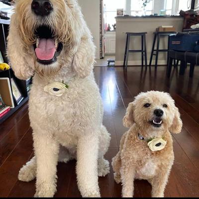 Show full view: Mimi Green Poppy Flower Dog Collar Accessory, Cream, Small slide 3 of 6