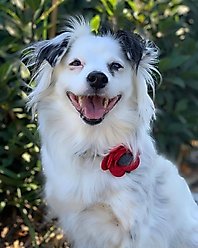 Mimi Green Poppy Flower Dog Collar Accessory, Purple, Medium slide 2 of 3