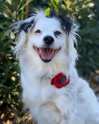 Show full view: Mimi Green Poppy Flower Dog Collar Accessory, Red, Medium slide 3 of 6