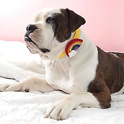 Mimi Green Rainbow Dog Collar Accessory, Bold, Medium slide 2 of 2