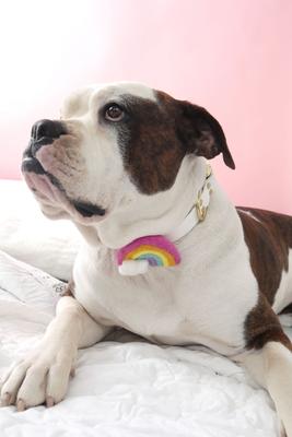 Show full view: Mimi Green Rainbow Dog Collar Accessory, Bright, Large slide 2 of 2