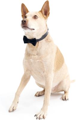 Show full view: Mimi Green Velveteen Bow Tie Dog Collar Accessory, White, Medium slide 7 of 7