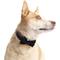 Show in main carousel: Mimi Green Velveteen Bow Tie Dog Collar Accessory, White, Medium slide 6 of 7
