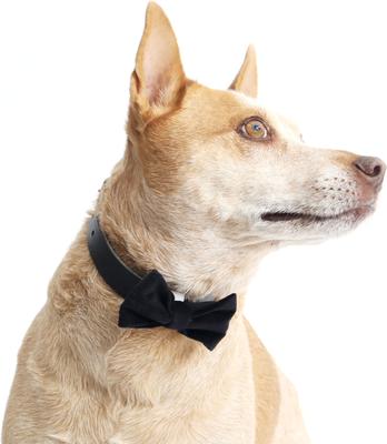 Show full view: Mimi Green Velveteen Bow Tie Dog Collar Accessory, White, Medium slide 6 of 7