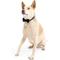 Show in main carousel: Mimi Green Velveteen Bow Tie Dog Collar Accessory, White, Small slide 8 of 8