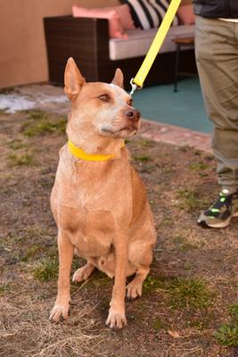 Show full view: Mimi Green Waterproof Leather Martingale Dog Collar with Personalized ID Tag, Coral Pink, Medium slide 3 of 6