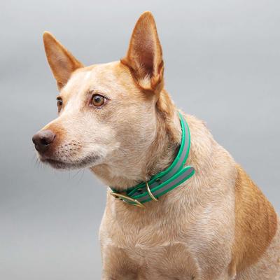 Show full view: Mimi Green Waterproof Reflective with Riveted Name Plate Dog Collar, Pink, X-Large 1" slide 3 of 6