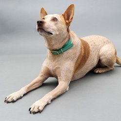 Mimi Green Waterproof Reflective with Riveted Name Plate Dog Collar, Red, Large 1" slide 2 of 5