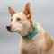 Show in main carousel: Mimi Green Waterproof Reflective with Riveted Name Plate Dog Collar, Royal Blue, Large 1" slide 4 of 7
