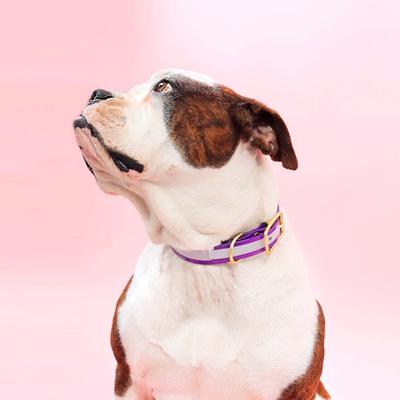 Show full view: Mimi Green Waterproof Reflective with Riveted Name Plate Dog Collar, Royal Blue, Large 1" slide 6 of 7