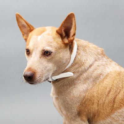 Show full view: Mimi Green Waterproof with Riveted Name Plate Dog Collar, Blanca, Medium 1" slide 4 of 5