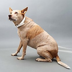 Mimi Green Waterproof with Riveted Name Plate Dog Collar, Red, Medium 1" slide 2 of 4