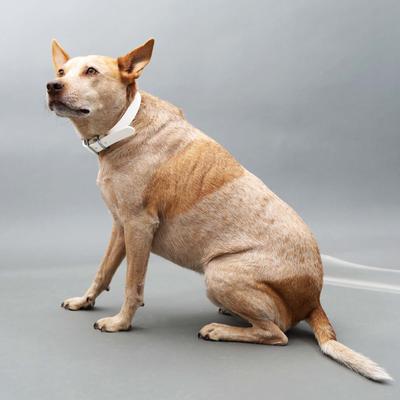 Show full view: Mimi Green Waterproof with Riveted Name Plate Dog Collar, Red, Medium 1" slide 2 of 5