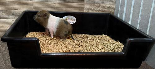 Show full view: Mini Pig Starter Kit - Piggy Poo and Crew Pig Litter Box + 2 other items slide 4 of 5