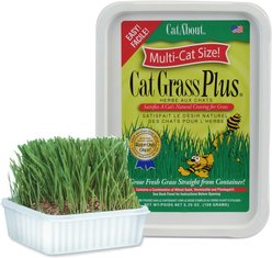 Miracle Care Cat A'bout Herbs & Spices Cat Grass Plus, 5.25-oz container slide 1 of 7