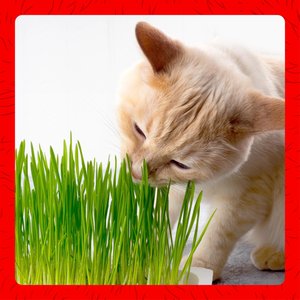 Miracle Care Cat A'bout Herbs & Spices Cat Grass Plus, 5.25-oz container