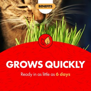 Miracle Care Cat A'bout Herbs & Spices Cat Grass Plus, 5.25-oz container