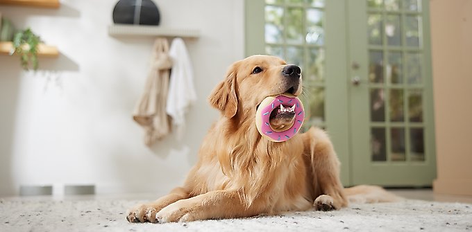 Frisco Peanut Butter Flavored Pretzel Rubber Chew Dog Toy for Heavy Chewers
