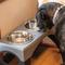 Show in main carousel: Maslow Multi-Pack Elevated Dog Bowl, Grey/Black, X-Large slide 5 of 6