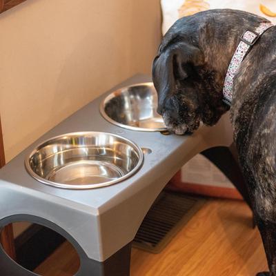 Show full view: Maslow Multi-Pack Elevated Dog Bowl, Grey/Black, Large slide 5 of 6