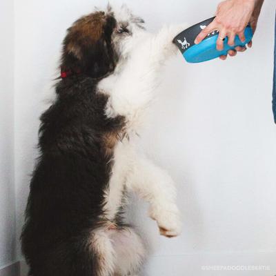 Show full view: Maslow Design Series Pup Design Non-Skid Stainless Steel Dog Bowl, 6.75-cup, Green/Grey slide 2 of 5